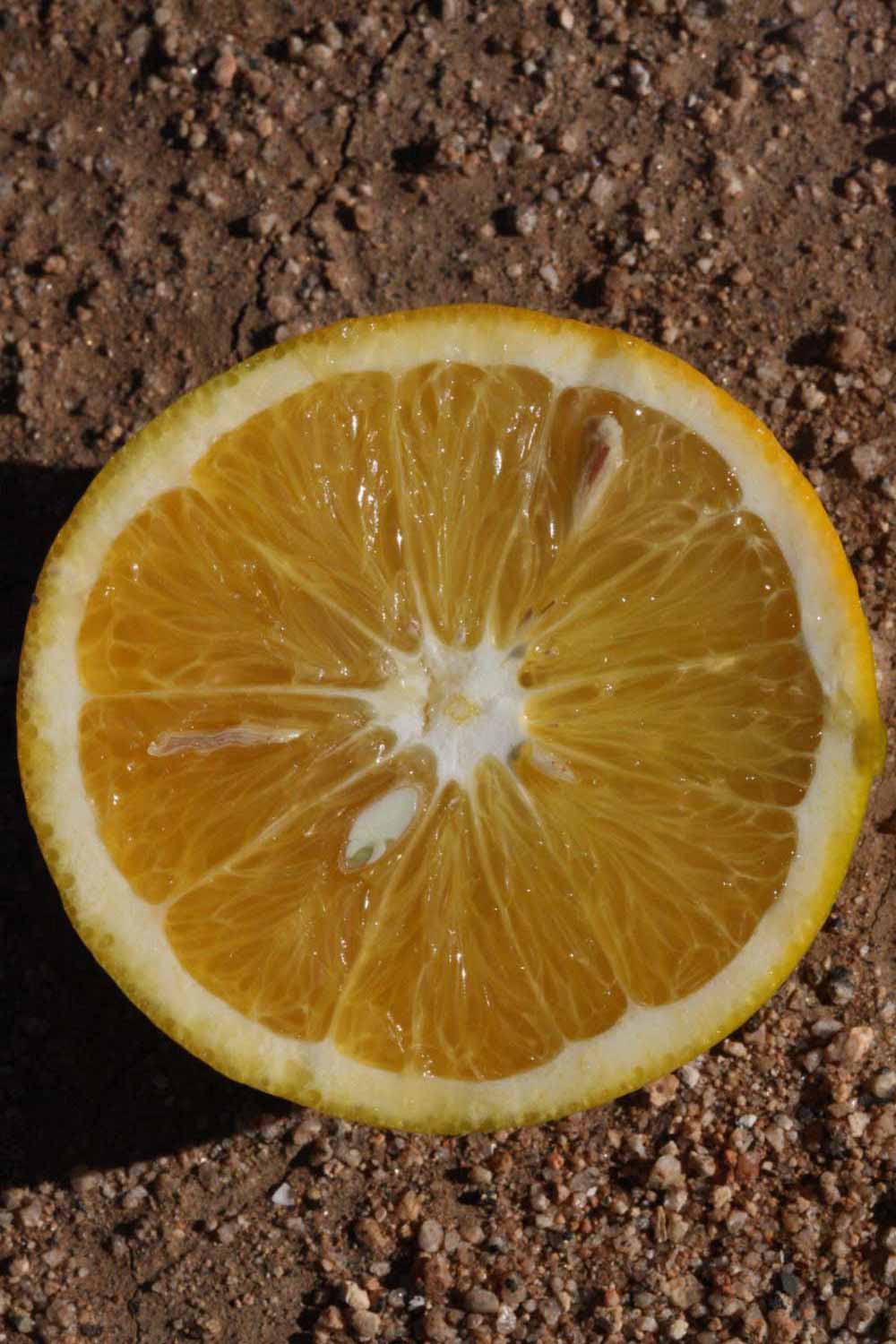            Fruit cross-section (Riverside, CA)   